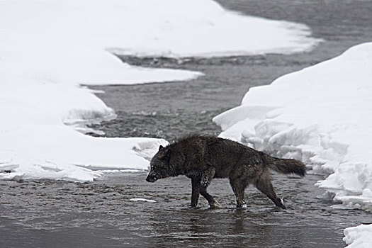 大灰狼,狼,穿过,河,冬天,黄石国家公园,怀俄明
