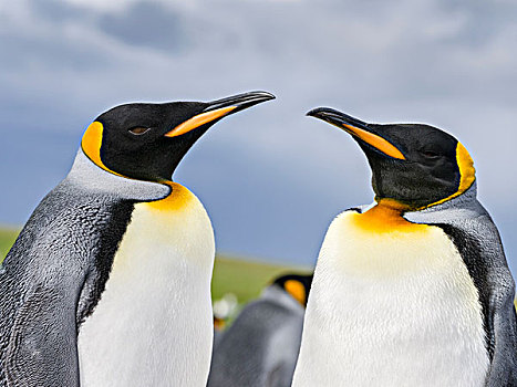 帝企鹅,福克兰群岛,南大西洋,大幅,尺寸