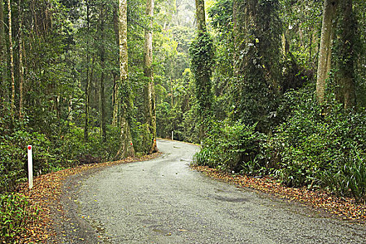 道路,雨林,国家公园,黄金海岸,腹地,昆士兰,澳大利亚