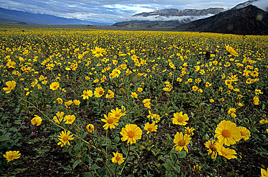 金色,花,纪录,盛开,死亡谷国家公园,加利福尼亚,美国