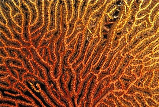 澳大利亚,珊瑚海,特写,鲜明,橙色,黄色,枝条