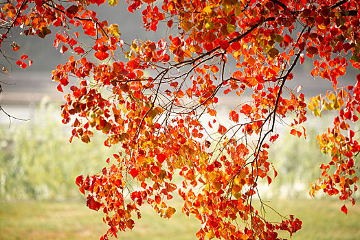 深秋红红的乌桕树叶
