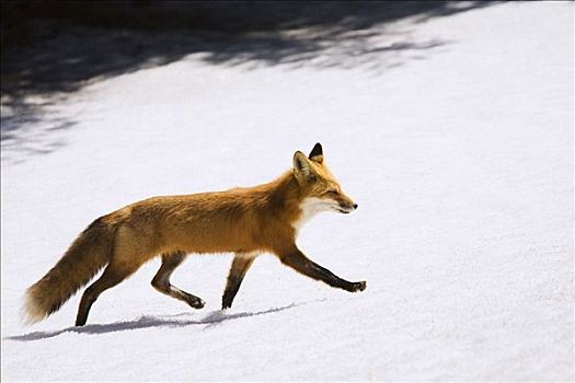 雌性,红狐,阿尔冈金省立公园,安大略省,加拿大