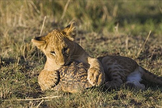 非洲狮,狮子,好奇,四个,老,幼兽,玩,龟,脆弱,马赛马拉国家保护区,肯尼亚,次序