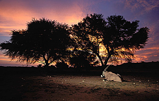 南非大羚羊,羚羊,日落,卡拉哈迪大羚羊国家公园,南非