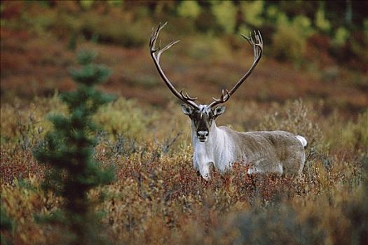 北美驯鹿,驯鹿属,站立,警惕,地点,德纳利国家公园和自然保护区,阿拉斯加