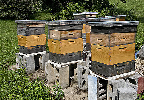 蜂蜜,蜂巢,盒子,农场