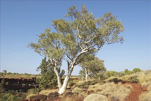 风景,橡胶树,边缘,峡谷,卡瑞吉尼国家公园,区域,西澳大利亚