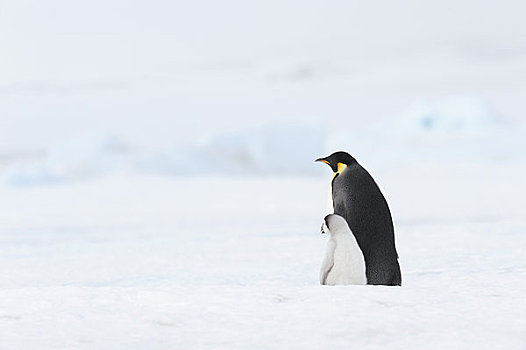 帝企鹅,雪丘岛,南极半岛,南极