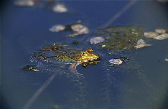 青蛙,蛙属,两栖动物,水,水塘,动物