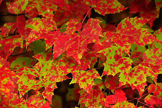 糖枫,糖槭,秋色,深秋,阿尔冈金省立公园,安大略省,省,加拿大,北美