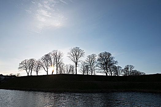冬天,太阳,后面,剪影,树,哥本哈根,丹麦