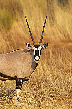 南非大羚羊,羚羊,雄性,头像,卡拉哈里沙漠,卡拉哈迪大羚羊国家公园,南非,非洲
