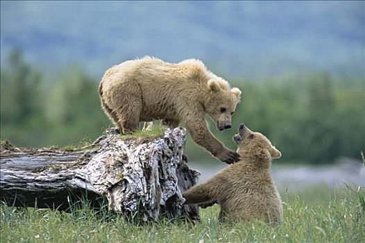 大灰熊,棕熊,2岁,女性,兄弟姐妹,玩,卡特麦国家公园,阿拉斯加