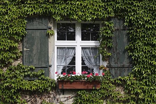 窗户,百叶窗,卷须,植物