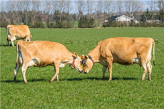 泽西种乳牛,母牛,面对面