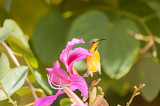 花蜜鸟