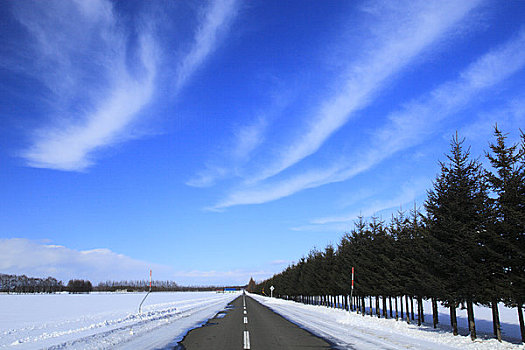 落叶松,雪,云