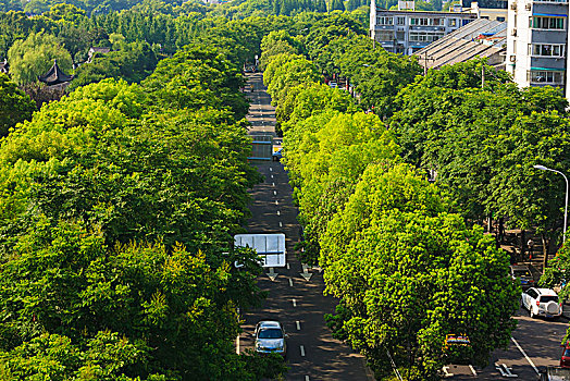 海曙,镇明路,林荫,道路,公路,绿化,城市,交通