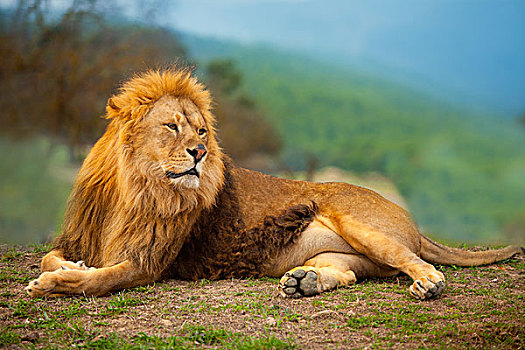 狮子,雄性,休息,躺着,山顶