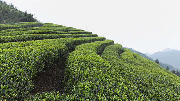 四川宜宾屏山蜿蜒茶山自然风光