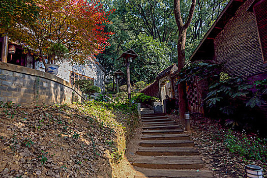 多彩枫叶,缤纷秋叶