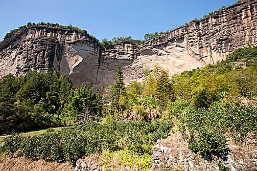 茶园,武夷山,山,福建,中国