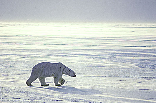 北极熊,猎捕,海冰