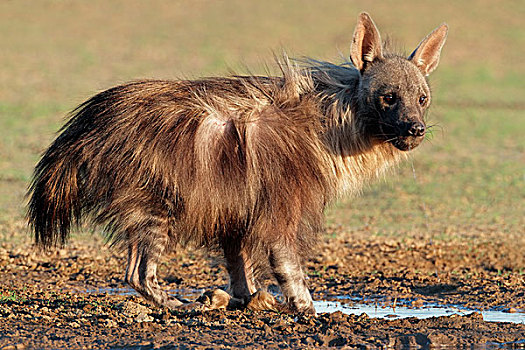 褐色,鬣狗