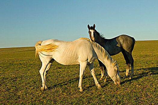 骑马,牧场,靠近,德克萨斯,美国