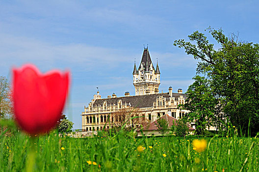 红色,郁金香,正面,城堡,克雷姆斯,下奥地利州,奥地利,欧洲