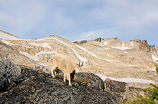 美国,华盛顿,喀斯喀特山脉,国家森林,高山,湖,荒野,盆地,石山羊,雪羊,母羊,走