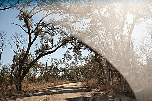 树,道路,汽车,风档玻璃