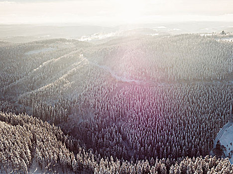 积雪,树林,日出