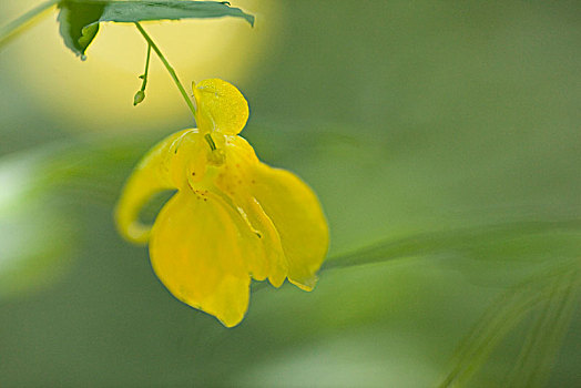 花,黄色,凤仙花属植物,特写