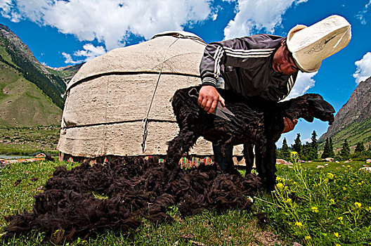 吉尔吉斯斯坦,省,山谷,一个,绵羊