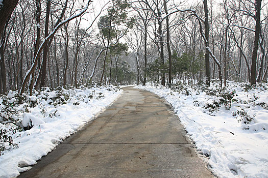 冬季林间雪后风景