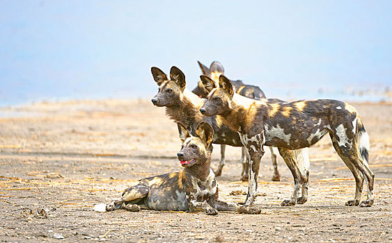 非洲野狗,非洲野犬属,湖,塞伦盖蒂,坦桑尼亚,非洲