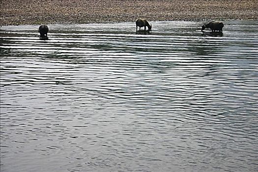 三个,水,水牛,站在水中,漓江,桂林