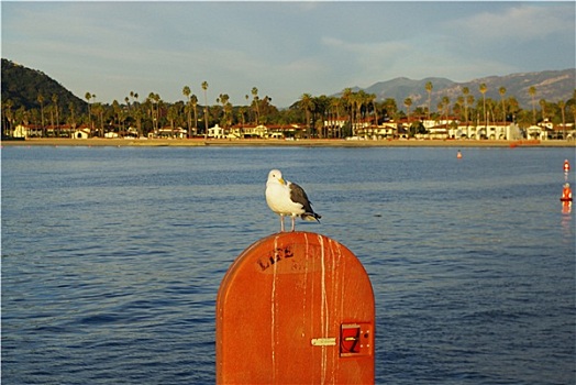海鸥,早晨,圣芭芭拉,加利福尼亚