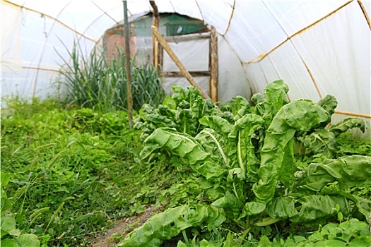 温室,小,熟悉,后院,甜菜