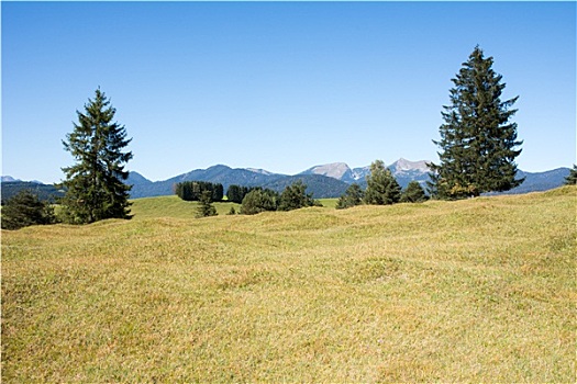 草场,阿尔卑斯山