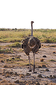 肯尼亚非洲鸵鸟-尾部特写