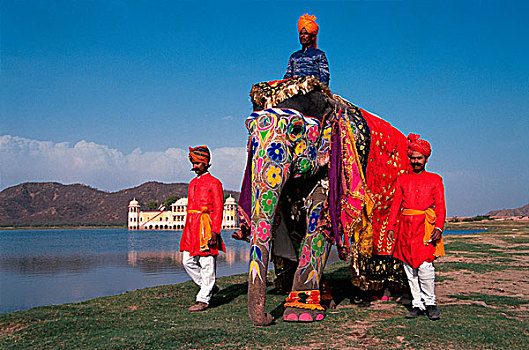 印度,斋浦尔,装饰,大象,背景