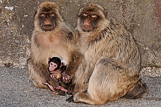 叟猴,成年,直布罗陀,英国