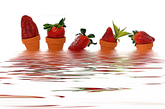 五个,草莓,小,花盆,水