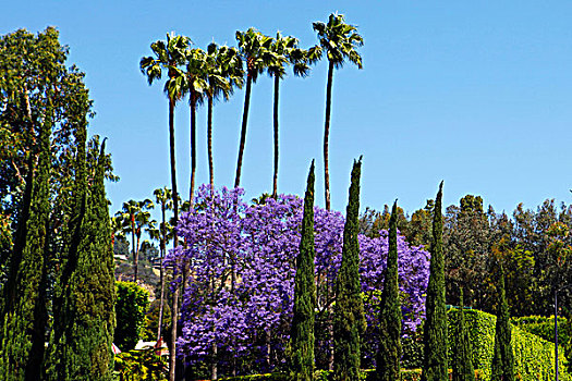 美国,加利福尼亚,洛杉矶,紫色,蓝花楹,花,棕榈树,西部,好莱坞