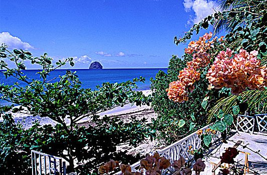 马提尼克岛,法国,西印度群岛,叶子花属,花,石头,背景