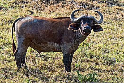 南非水牛,肯尼亚,非洲