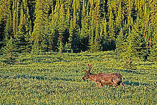山,北美驯鹿,雄性动物,山谷,碧玉国家公园,艾伯塔省,加拿大